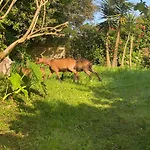 Quinta Dos Bravos Pico da Pedra