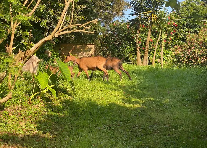 Quinta Dos Bravos Pico da Pedra