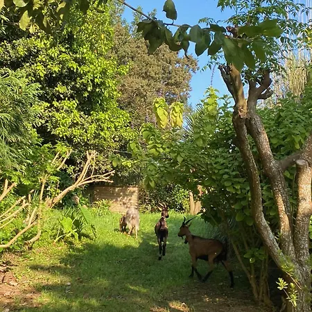 Quinta Dos Bravos 4* Pico da Pedra