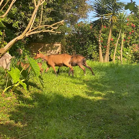Quinta Dos Bravos Pico da Pedra