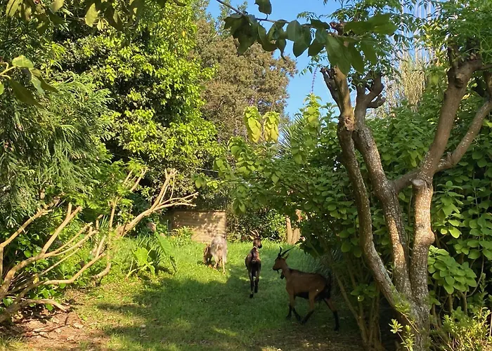 Quinta Dos Bravos 4* Pico da Pedra